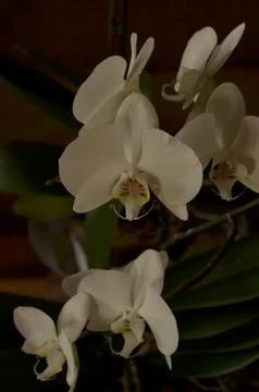 Orchids on the window Stock Photos