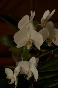 Orchids on the window Stock Photos