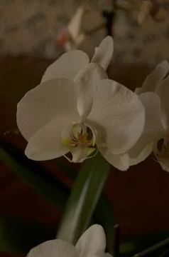 Orchids on the window Stock Photos