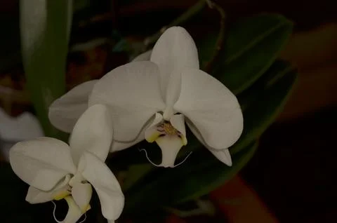 Orchids on the window Foto stock