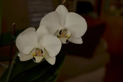 Orchids on the window Stock Photos