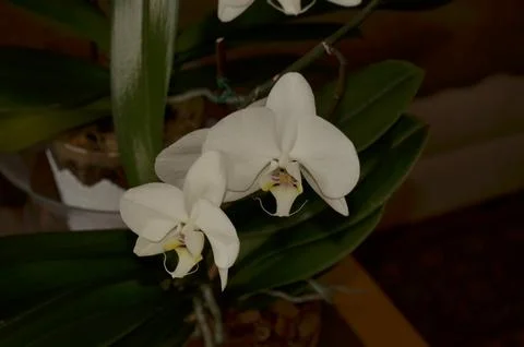Orchids on the window Stock Photos
