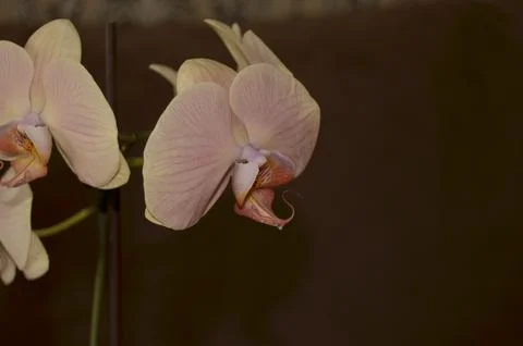 Orchids on the window Foto stock