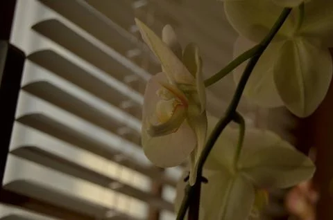 Orchids on the window Stock Photos