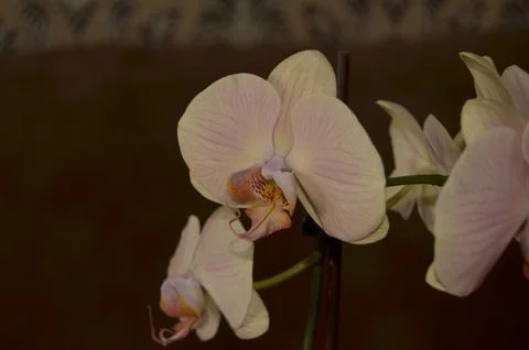 Orchids on the window Stock Photos