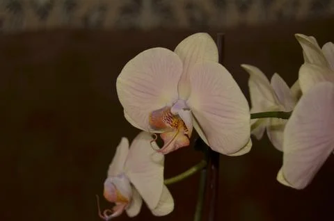 Orchids on the window Stock Photos