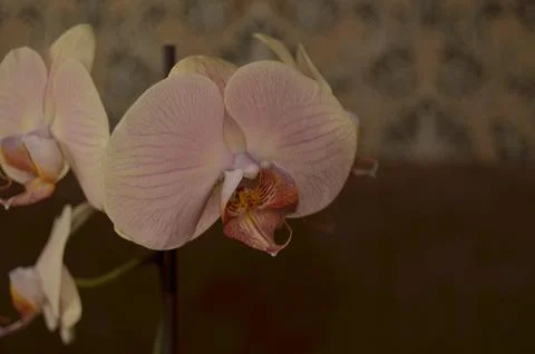 Orchids on the window Stock Photos
