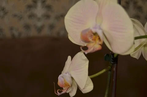 Orchids on the window Stock Photos