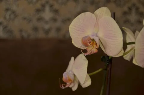 Orchids on the window Stock Photos