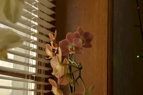 Orchids on the window Stock Photos