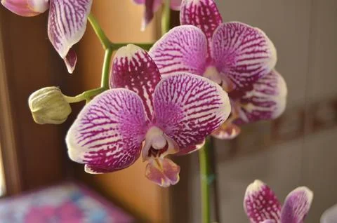 Orchids on the window Stock Photos