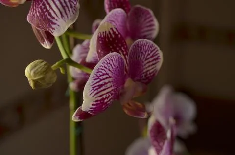 Orchids on the window Stock Photos
