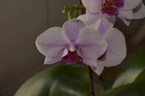 Orchids on the window Stock Photos