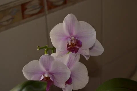 Orchids on the window Stock Photos