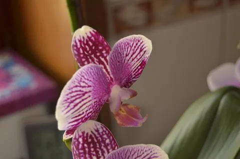 Orchids on the window Stock Photos
