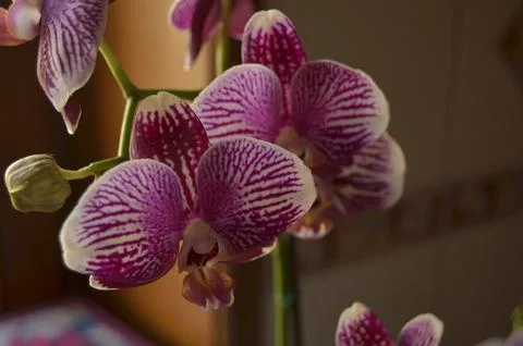 Orchids on the window Stock Photos