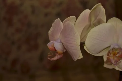 Orchids on the window Stock Photos