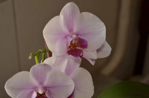 Orchids on the window Foto stock