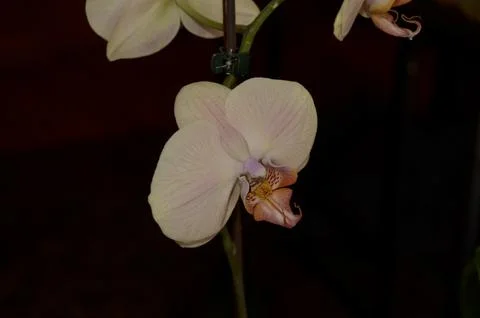 Orchids on the window Stock Photos