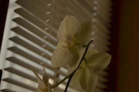 Orchids on the window Stock Photos