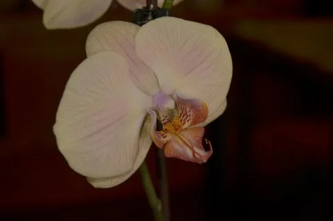Orchids on the window Foto stock