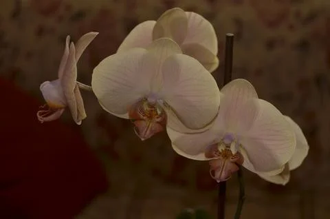 Orchids on the window Stock Photos