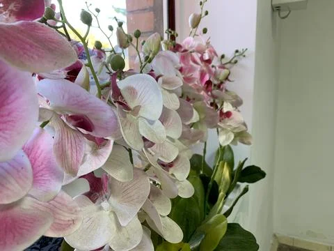 Orchids on the windowsill Stock-Fotos