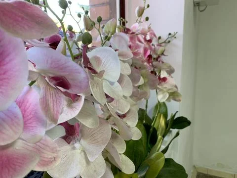 Orchids on the windowsill Stock Photos