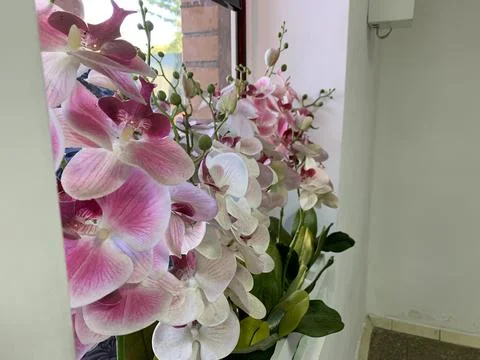 Orchids on the windowsill Stock Photos