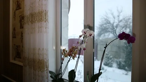 Orchids in the winter window. Stock Footage 98393233