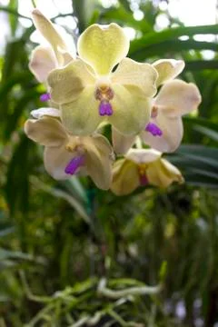 Orchids(vanda) Stock Photos