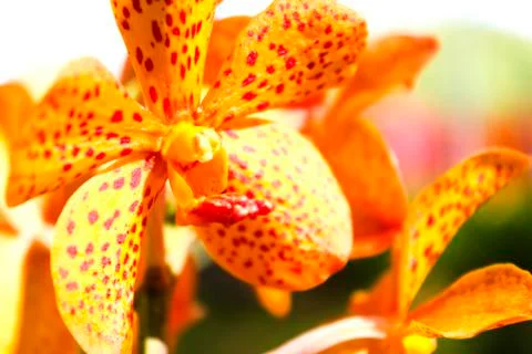 Orchids(vanda) Stock Photos