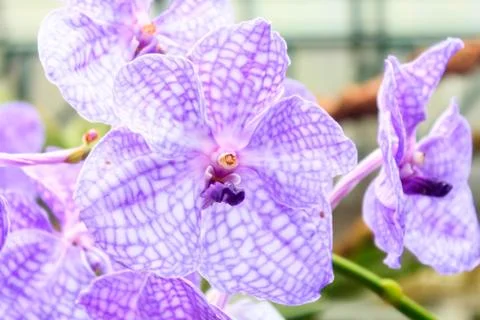 Orchids(vanda) Stock Photos