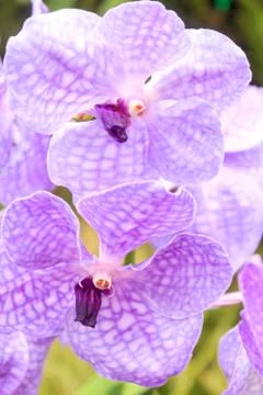 Orchids(vanda) Stock Photos