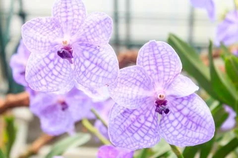 Orchids(vanda) Stock Photos