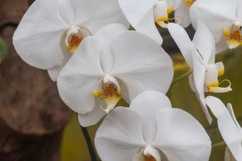 Orchids(vanda) Stock Photos