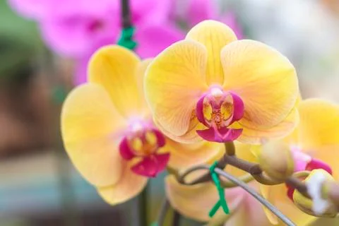 Orchids(vanda) Stock Photos