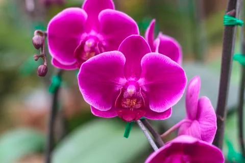 Orchids(vanda) Stock Photos