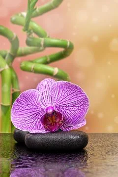 Orchis on a basalt stone Stock Photos