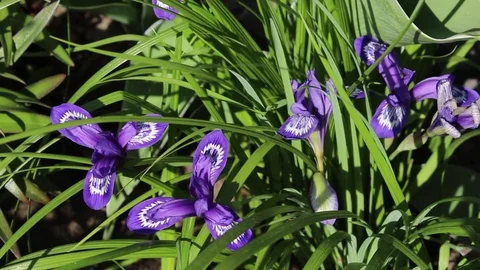 Orchis flowers spring bloom in the garden 스톡 동영상 83301409