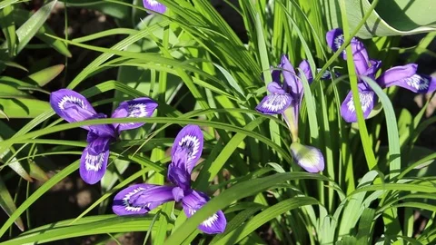 Orchis flowers spring bloom in the garden Stock Footage 83304679