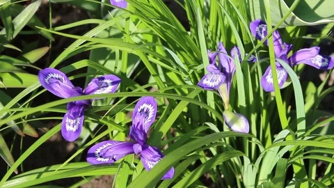Orchis flowers spring bloom in the garden 스톡 동영상 83306002
