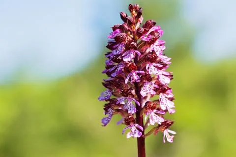 Orchis maculata Foto stock gratuite