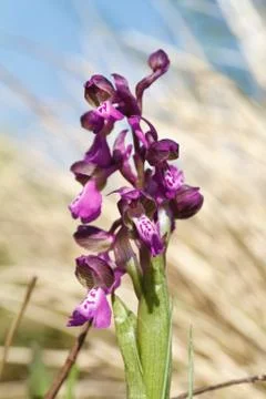 Orchis morio Stock Photos