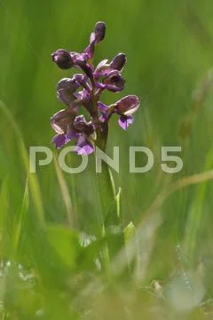 Orchis morio Stock Photos