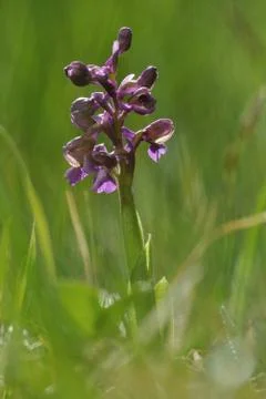 Orchis morio Stock-Fotos