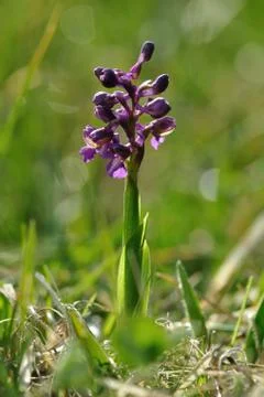 Orchis morio Stock Photos