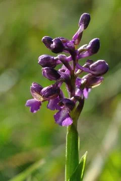 Orchis morio Stock Photos