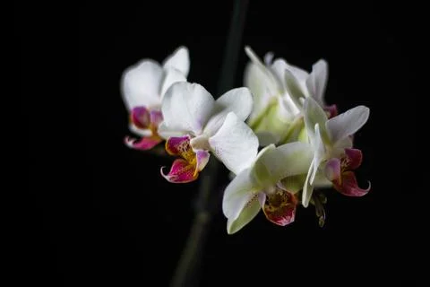 Orchis Orchidea Stock Photos