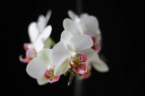 Orchis Orchidea Stock Photos